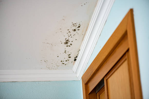 Best Crawl Space Mold Removal  in Ocean Pines, MD