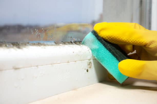 Professional Mold Removal in Ocean Pines, MD
