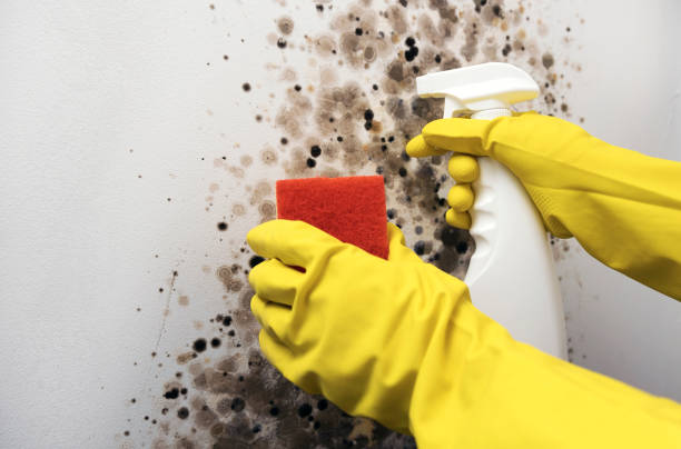 Crawl Space Mold Removal in Ocean Pines, MD