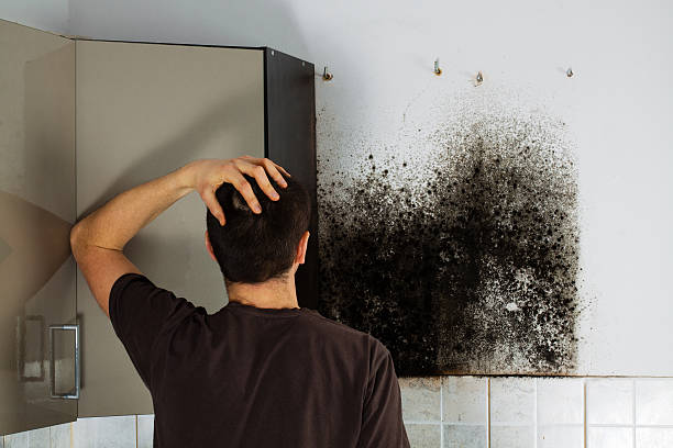 Best Professional Mold Removal  in Ocean Pines, MD