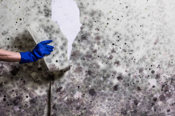Mold Removal and Inspection in Ocean Pines, MD